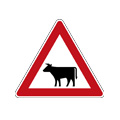 Cattle likely to be in road ahead
