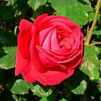 Roos Rosa Dame de Coeur