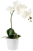 Orchidee Anam; 46 cm (H); weiß/grün