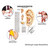 Ohrakupunktur Mini-Poster Anatomie 34x24 cm medizinische Lehrmittel, Laminiert