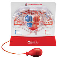 Learning Resources Pumping Heart Model 300mm x 270mm
