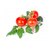 Véritable 3760262511184 kit de cultivo y repuesto Mini red tomato Recarga