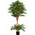 Figuier Ficus benjamina