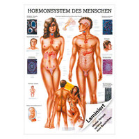 Das Hormonsystem Lehrtafel Anatomie 100x70 cm medizinische Lehrmittel, Laminiert
