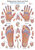 Anatomische Lehrtafel Reflexzonen Hand und Fuß Erlerzimmer 70 x 100 cm Kunststoff-Folie mit Metallbeleistung (1 Stück), Detailansicht