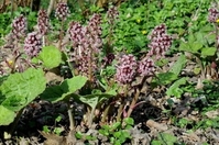 Petasites hybridus waterplanten