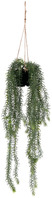 Hängepflanze Hiba; 80 cm (H); grün/schwarz