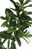 Artificial Camellia Spray with Buds - 83cm, Green with White