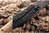 Silky BigBoy 2000 Outback Edition Klappsäge 360 mm 6,5 ZpZ grob gebogene Klinge Premium-Abenteuersäge Bushcraft