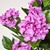 Lilac Hydrangea Plant, with Pot, 850 mm