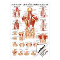 Schulter- und Rückenmuskulatur Mini-Poster Anatomie 34x24 cm med. Lehrmittel, Laminiert