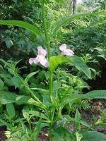 Mimulus ringens