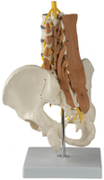 Rüdiger-Anatomie A275 Medizinische Trainingspuppe