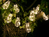 Tracer Garden Garland lampa LED 0,2 W