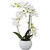 Phalaenopsis