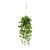 Hanging philodendron