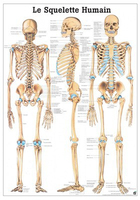 Rüdiger-Anatomie PA03 Plakat 70 x 100 cm 1 Stück(e)