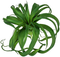 Hängepflanze Kinza; 23 cm (H); grün
