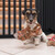 Relaxdays Absperrgitter, freistehendes Schutzgitter, HxB: 92 x 154 cm, mit Füßen, Hunde, Kindergitter klappbar, schwarz