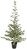 Tannenbaum Altin; 65x180 cm (ØxH); grün/schwarz