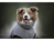 Deek Dogs ART170417 Kleidung für Hunde & Katzen XL Grau Baumwolle Hund Bademantel