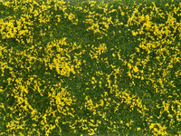 NOCH Groundcover Foliage meadow yellow