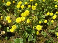 Ranunculus acris 'Multiplex' waterplanten