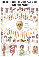 Rüdiger-Anatomie TA75 Plakat 70 x 100 cm