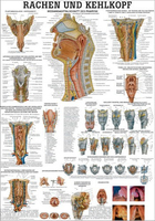 Rüdiger-Anatomie TA30 lam Plakat 70 x 100 cm