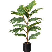 Artocarpus (albero del pane)