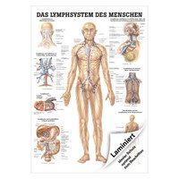 Das Lymphsystem Lehrtafel Anatomie 100x70 cm medizinische Lehrmittel, Laminiert