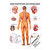 Nervensystem Mini-Poster Anatomie 34x24 cm medizinische Lehrmittel, Laminiert