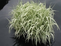 Glyceria maxima 'Variegata'