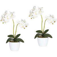 Phalaenopsis im weißen Keramiktopf