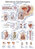 Anatomische Lehrtafel Männliche Genitalorgane Erlerzimmer 70 x 100 cm Kunststoff-Folie mit Metallbeleistung (1 Stück), Detailansicht