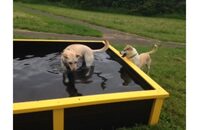 Dog Paddling Pool Blue & Black made from 100% HDPE recycled plastic and is maintenance free.