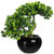 Drzewko bonsai - modrzew