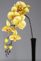 Artificial Silk Moth Orchid Flowers - 92cm, Yellow