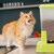 Relaxdays Wasser- und Futterspender, Futterautomat Katzen & Hunde, mit Flasche, Kunststoff, HBT 34x34,5x27,5 cm, grün