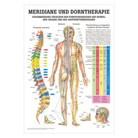 Meridiane u. Dorn Mini-Poster Anatomie 34x24 cm medizinische Lehrmittel, Nicht Laminiert