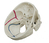 Rüdiger-Anatomie A223 Medizinische Trainingspuppe