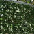 Kunsthaag tuinscherm hedera klimop op rol pvc voor tuinafscheidingen, balkon etc. onderhoudsvriendelijk en toch een natuurlijke uitstraling, weersbestendig en UV-bestendig. De hedera kunsthaag is eenvoudig op maat te knippen en te bevestigen met binddraad of kabelbinders ook wel tie wraps genoemd, de hedera blaadjes zijn bevestigd op een gaaswerk, zodat dit niet ten koste gaat van de stabiliteit en het niet uiteen valt. De kunsthaag hedera wordt ook vaak gebruikt als schaduwscherm op o.a. pergola's.