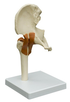 Rüdiger-Anatomie A251 Medizinische Trainingspuppe