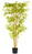 Bambuspflanze Abir; 170 cm (H); grün/braun/schwarz