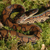 Lucky Reptile VM-150 Substrat für Reptilien/Amphibien Laubmoose 150 g