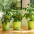 Relaxdays Pflanzstäbe, 50er Set, HxD 30 x 0,5 cm, Rankhilfe für Jungpflanzen, mit Bindedraht, Bambusstäbe, dunkelgrün
