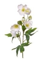 Artificial Silk Helleborus Flower - 55cm, White