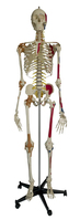Rüdiger-Anatomie A206 Medizinische Trainingspuppe