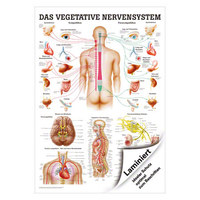 Vegetatives Nervensystem Mini-Poster Anatomie 34x24 cm med. Lehrmittel, Laminiert