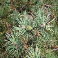 Den Pinus sylvestris